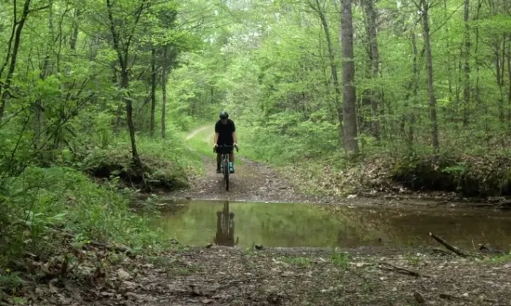 A person cycling through a lush green forest